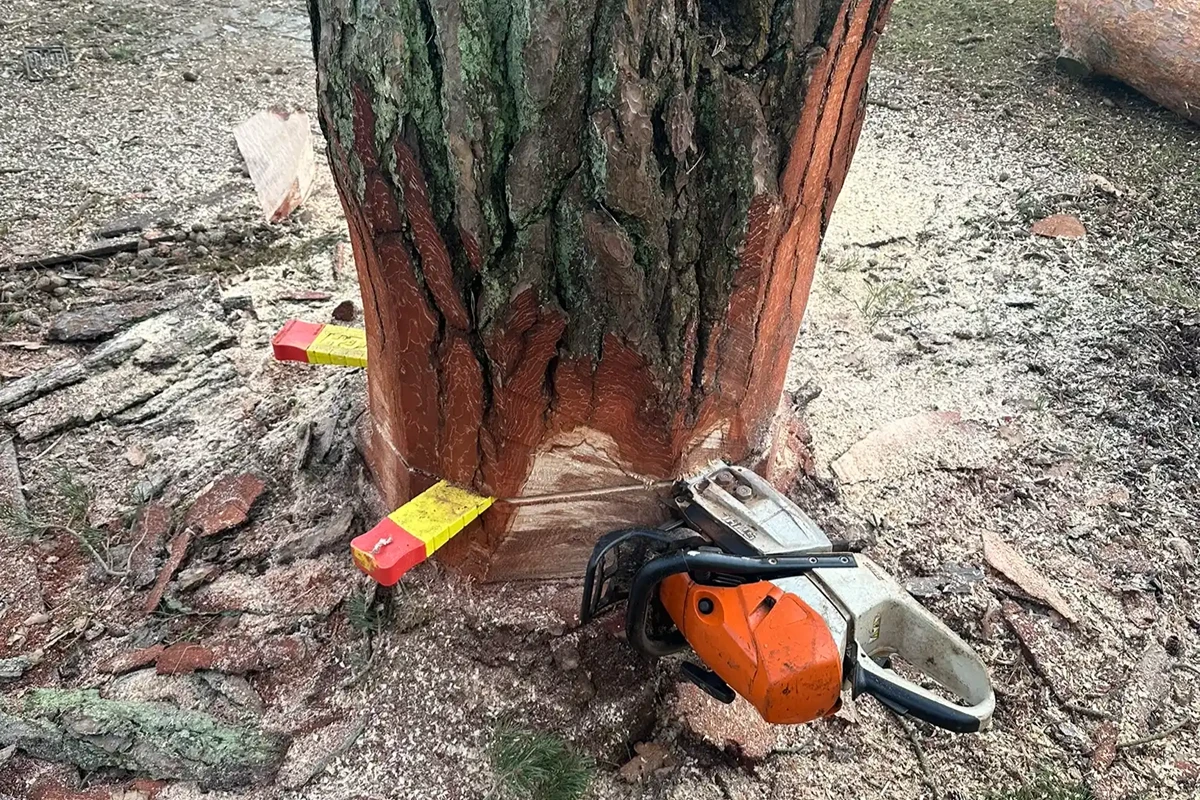 MM Tree Services | Professional Tree Care in Dorset, Hampshire & Wiltshire